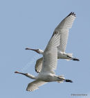 Sacred Ibis (Threskiornis aethiopicus)