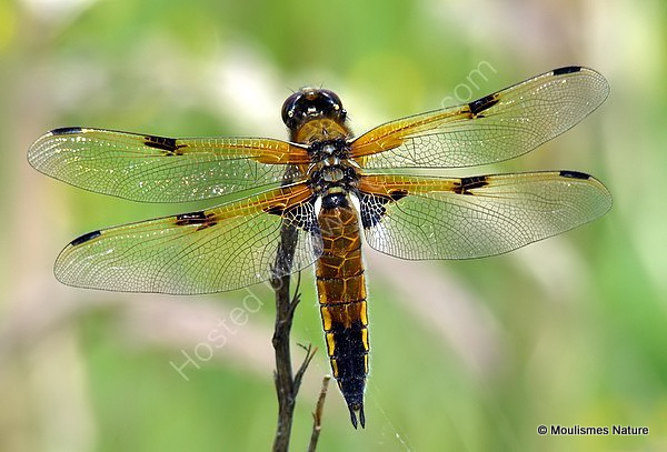 Four-spotted Chaser (Libellula quadrimaculata) F