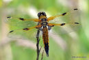 Four-spotted Chaser (Libellula quadrimaculata) F
