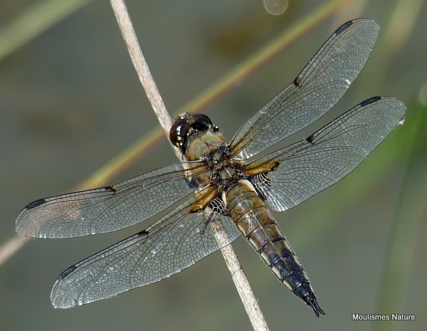 Four-spotted Chaser (Libellula quadrimaculata) M