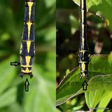 Gomphus graslinii / G. simillimus M