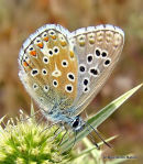 Adonis Blue (Lysandra bellargus) M