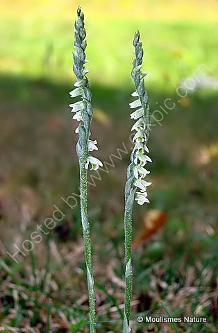 Autumn Lady's-tresses (Spiranthes spiralis)