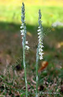 Autumn Lady's-tresses (Spiranthes spiralis)