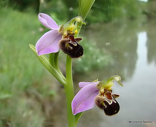 Bee Orchid (Ophrys apifera)