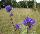 Campanula glomerata, Clustered Bellflower