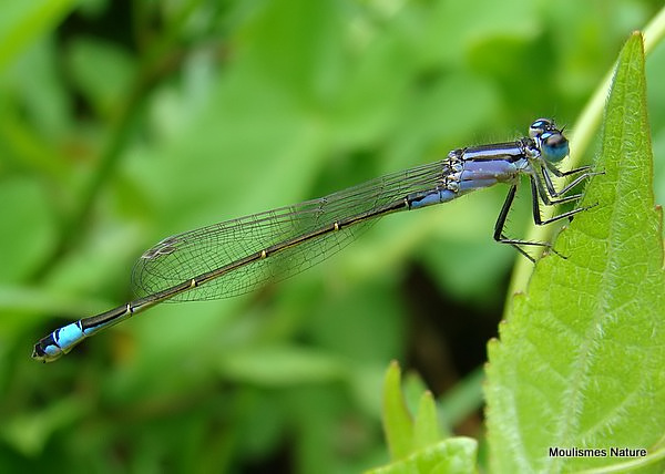 Blue-tailed Damselfly (Ischnura elegans) F-Imm 'violacea'