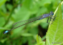 Blue-tailed Damselfly (Ischnura elegans) F-Imm 'violacea'