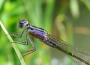 Blue-tailed Damselfly (Ischnura elegans) F-Imm 'violacea'
