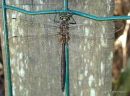 Mature male Brilliant Emerald, here on the southern edge of lowland European range