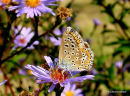 Common Blue (Polyommatus icarus) F