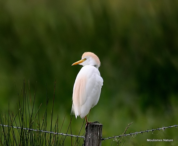 Cattle Egret (Bubulcus ibis) Ad-S