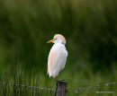 Cattle Egret (Bubulcus ibis) Ad-S