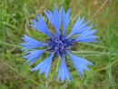 Centaurea cyanus, Cornflower