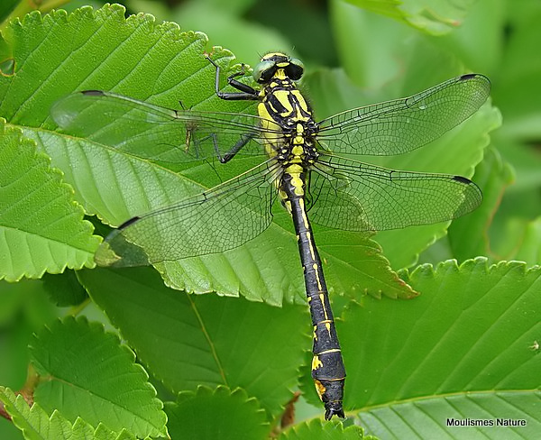 Club-tailed Dragonfly (Gomphus vulgatissimus) M-Imm