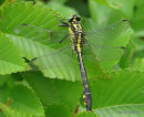 Club-tailed Dragonfly (Gomphus vulgatissimus) M-Imm