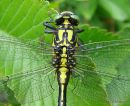7 - Common Clubtail > Common Goldenring