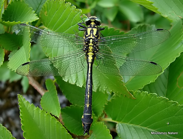Club-tailed Dragonfly (Gomphus vulgatissimus) M-Imm