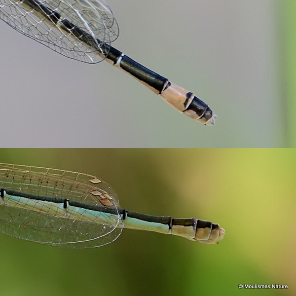 Ischnura elegans F 'rufescens-obsoleta'/I. pumilio F