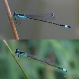 Ischnura elegans M/Ischnura pumilio M