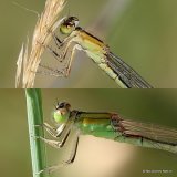 Ischnura elegans F 'rufescens-obsoleta'/I. pumilio F