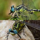 Gomphus graslinii / G. simillimus M