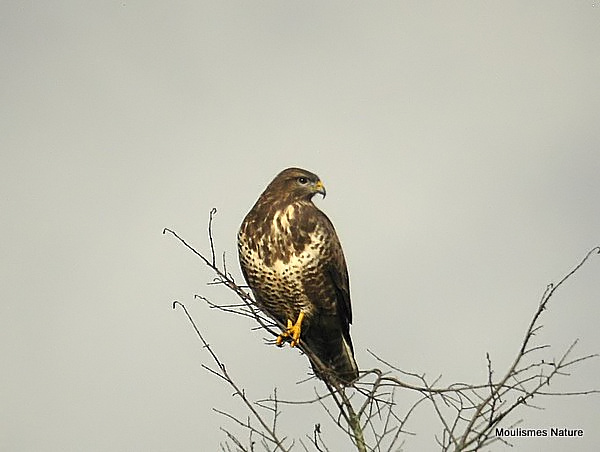 Buteo buteo ad