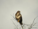 Buteo buteo ad