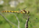 Common Darter (Sympetrum striolatum) F-Imm