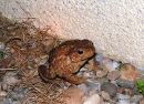 Common Toad (Bufo bufo)