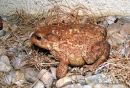 Common Toad (Bufo bufo)
