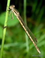 Winter Damselfly (Sympecma fusca) F
