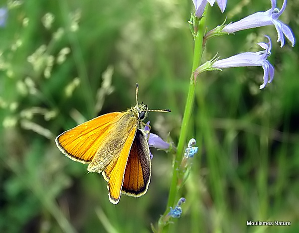 Small Skipper (Thymelicus sylvestris) F