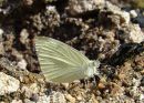 Small White (Pieris rapae)