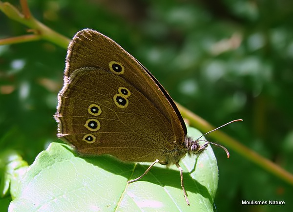Ringlet (Aphantopus hyperantus) F