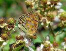 Dark Green Fritillary (Argynnis aglaja)