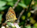 Dark Green Fritillary (Argynnis aglaja)