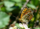 Dark Green Fritillary (Argynnis aglaja)