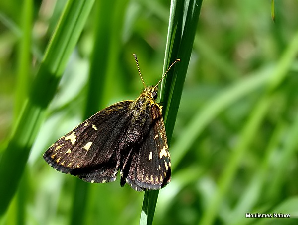 Large Chequered Skipper (Heteropterus morpheus)