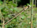 Winter Damselfly (Sympecma fusca) M
