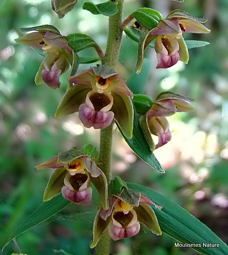 Broad-leaved Helleborine (Epipactis helleborine)
