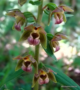 Broad-leaved Helleborine (Epipactis helleborine)