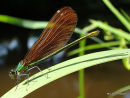 Beautiful Demoiselle (Calopteryx virgo) F