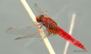 Scarlet Darter (Crocothemis erythraea) M