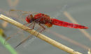 Scarlet Darter (Crocothemis erythraea) M, Libellule ecarlate