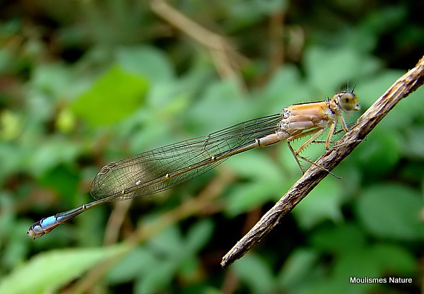 Blue-tailed Damselfly (Ischnura elegans) F-Imm 'rufescens'