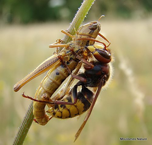 Hornet (Vespa crabro)