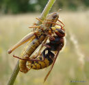Vespa crabro (Hornet)