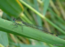 Blue-tailed Damselfly (Ischnura elegans) F 'infuscans'</em>