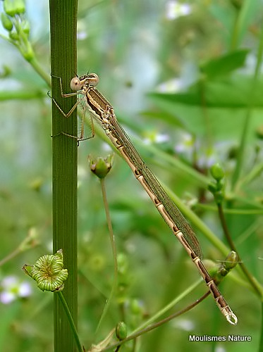 Winter Damselfly (Sympecma fusca) M, Leste brun